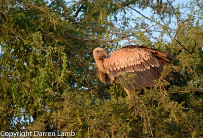 Darren Lamb, 2015 Kenya Photography Tour II, photograph 4