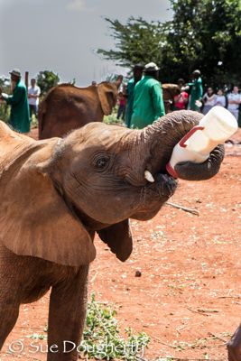 One of the fortunate elephant calves to be found by the David Sheldrick Elephant Orphanage. Using the trunk to great advantage!