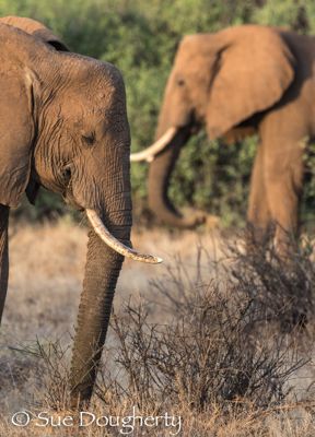 Early morning elephants..
