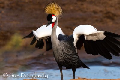 Crowned Crane stretching wings