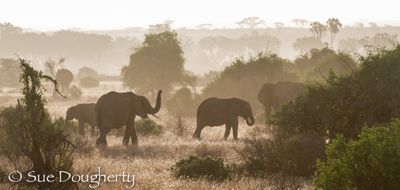 Hazy morning light