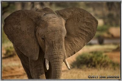 Tom Dietrich, 2015 Kenya Photography Tour I, photograph 2