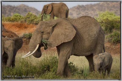 Tom Dietrich, 2015 Kenya Photography Tour I, photograph 3