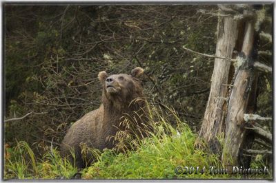 Tom Dietrich, 2014 Alaska Brown Bear Photography Tour, photograph 2