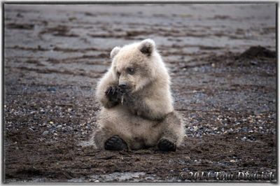 Tom Dietrich, 2014 Alaska Brown Bear Photography Tour, photograph 3