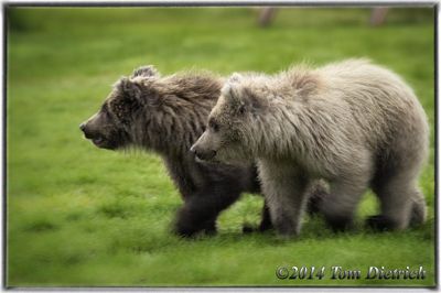 Tom Dietrich, 2014 Alaska Brown Bear Photography Tour, photograph 4