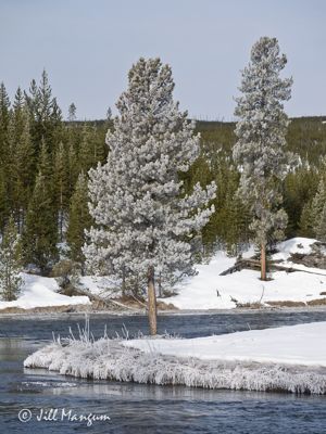 Jill Mangum, 2015 Winter in Yellowstone Photography Tour, photograph 2