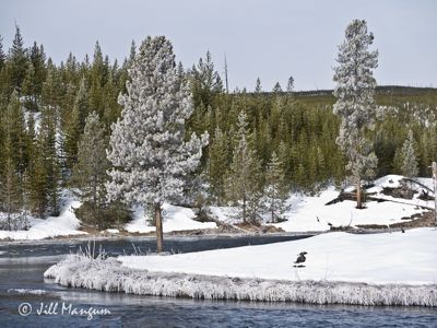 Jill Mangum, 2015 Winter in Yellowstone Photography Tour, photograph 3