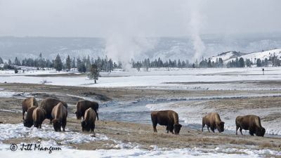 Jill Mangum, 2015 Winter in Yellowstone Photography Tour, photograph 4