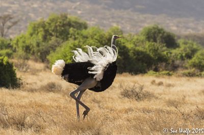 Sue Wolfe, 2015 Kenya Photography Tour II, photograph 1