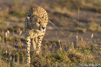 Sue Wolfe, 2015 Kenya Photography Tour II, photograph 2