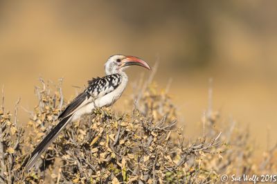 Sue Wolfe, 2015 Kenya Photography Tour II, photograph 3
