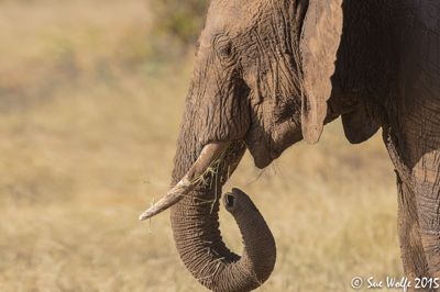 Sue Wolfe, 2015 Kenya Photography Tour II, photograph 4