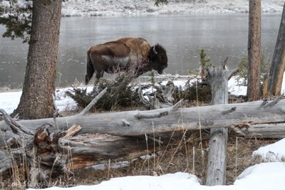 Steve Ault, 2015 Winter in Yellowstone Photography Tour, photograph 1