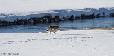 Steve Ault, 2015 Winter in Yellowstone Photography Tour, photograph 3