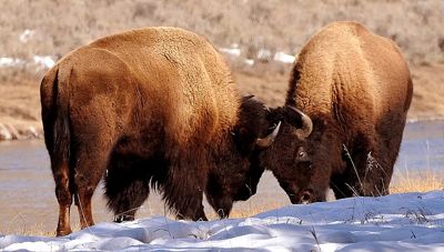 Craig Smith, 2015 Winter in Yellowstone Photography Tour, photograph 1