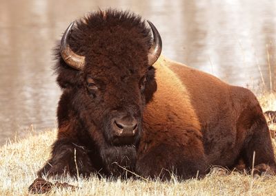 Craig Smith, 2015 Winter in Yellowstone Photography Tour, photograph 2