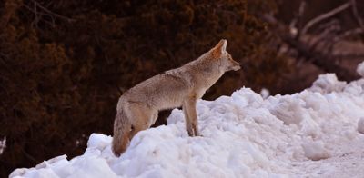 Craig Smith, 2015 Winter in Yellowstone Photography Tour, photograph 4