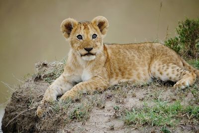 Susan L. Roehl, 2015 Kenya Photography Tour I, photograph 1