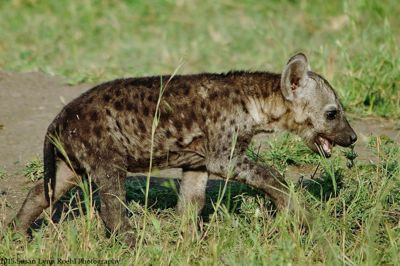 Susan L. Roehl, 2015 Kenya Photography Tour I, photograph 4