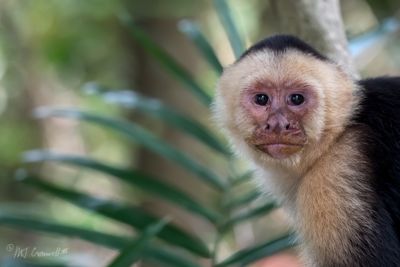 Capucin Monkey