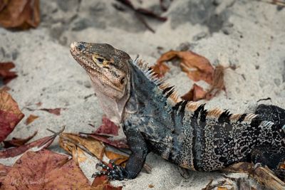 Ctensaur Iguana