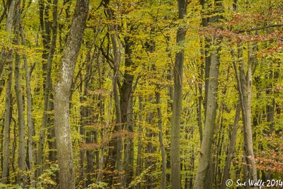 Sue Wolfe, 2014 Romania Autumn Photography Tour II, photograph 1