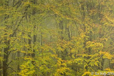 Sue Wolfe, 2014 Romania Autumn Photography Tour II, photograph 4