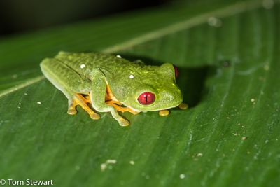 One of the iconic symbols of Costa Rica
