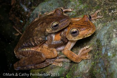 Mark and Cathy Pemberton, 2015 Costa Rica Photography Tour, photograph 1