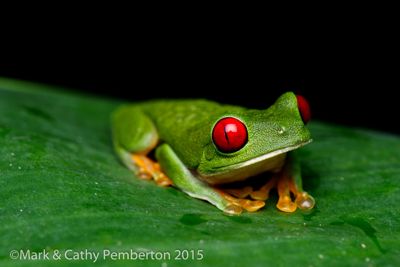 Mark and Cathy Pemberton, 2015 Costa Rica Photography Tour, photograph 2