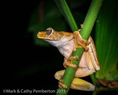 Mark and Cathy Pemberton, 2015 Costa Rica Photography Tour, photograph 3