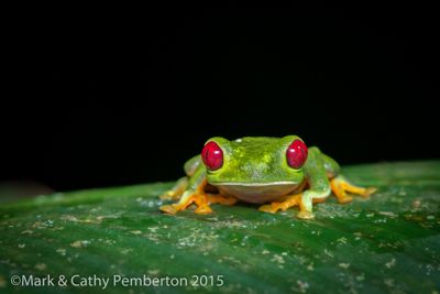 Mark and Cathy Pemberton, 2015 Costa Rica Photography Tour, photograph 4