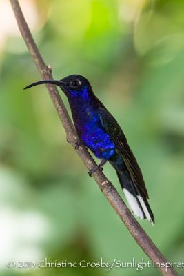 hummers, Violet Sawbrewing Hummingbird