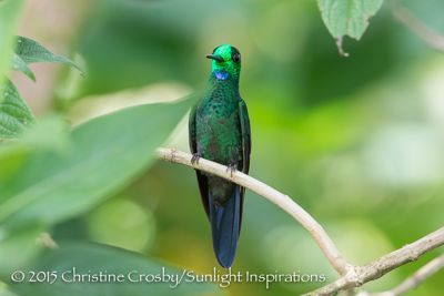 hummers, Green Crowned Brilliant Hummingbird