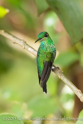hummers, Green Crowned Brilliant Hummingbird (female)