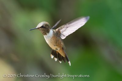 hummers, Scintillant Hummingbird
