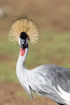 Peter Hellman, 2015 Kenya Photography Tour I, photograph 1