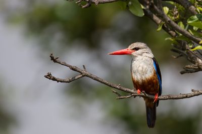 Peter Hellman, 2015 Kenya Photography Tour I, photograph 2
