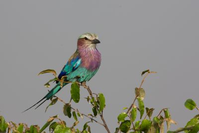 Peter Hellman, 2015 Kenya Photography Tour I, photograph 3