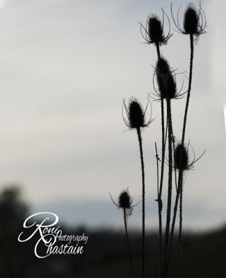 Roni M. Chastain, 2015 Palouse Landscape Photography Tour, photograph 3