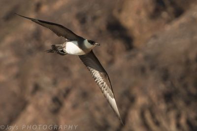 Arctic Skua