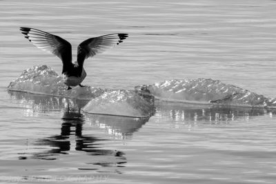 Kittiwake