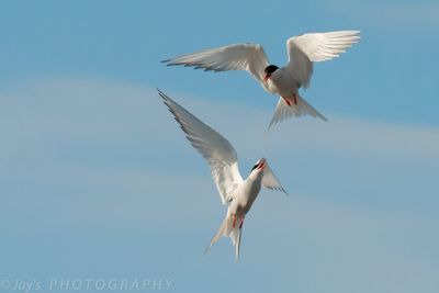 Arctic terns
