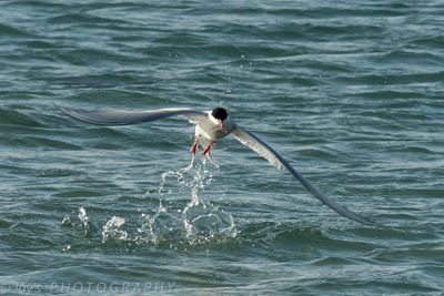 Arctic tern fishing