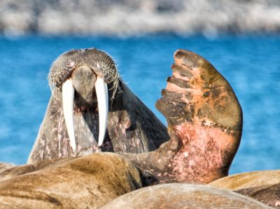 william phillips, 2015 Svalbard Photography Tour, photograph 1