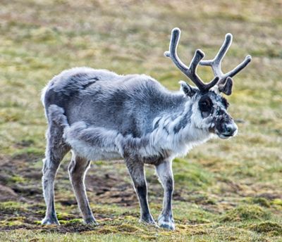 william phillips, 2015 Svalbard Photography Tour, photograph 2
