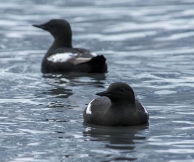 william phillips, 2015 Svalbard Photography Tour, photograph 3