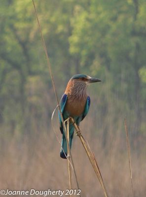 Indian Roller