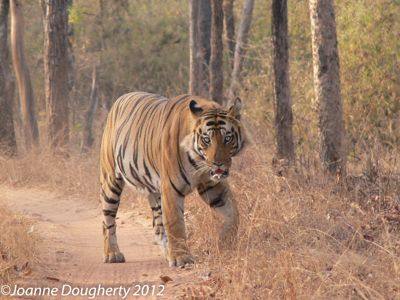 The Elusive Tiger